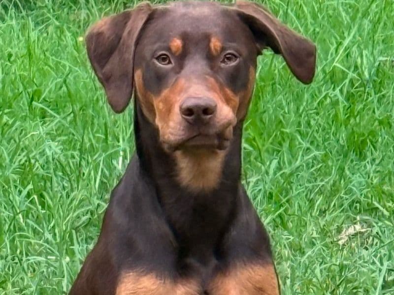 Rolo primary photo