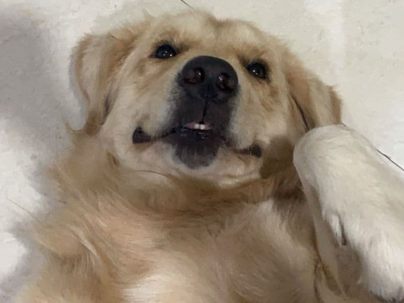 Toby primary photo