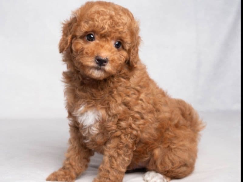 Milo primary photo
