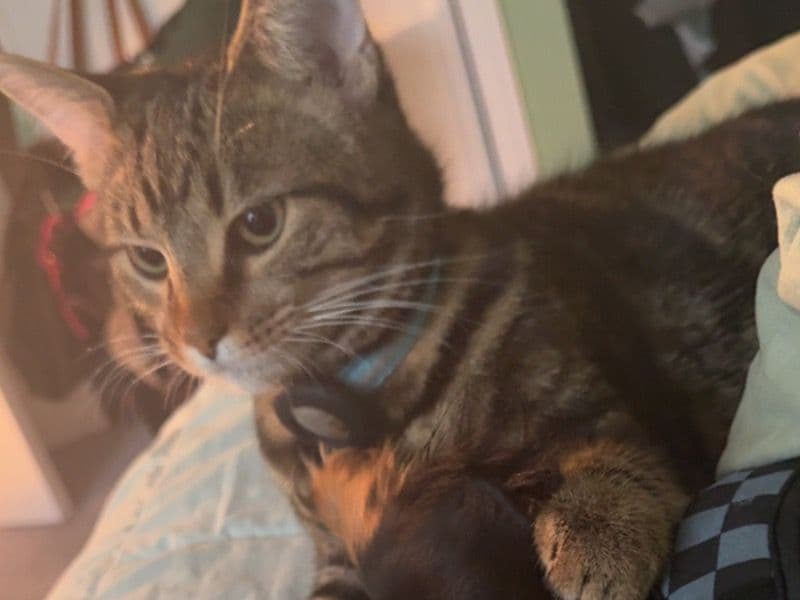 Toby primary photo