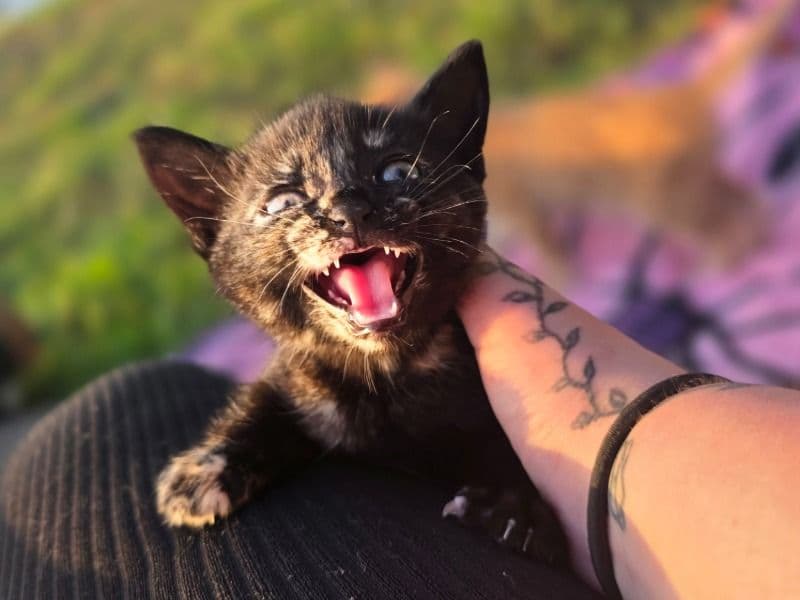 Luna primary photo