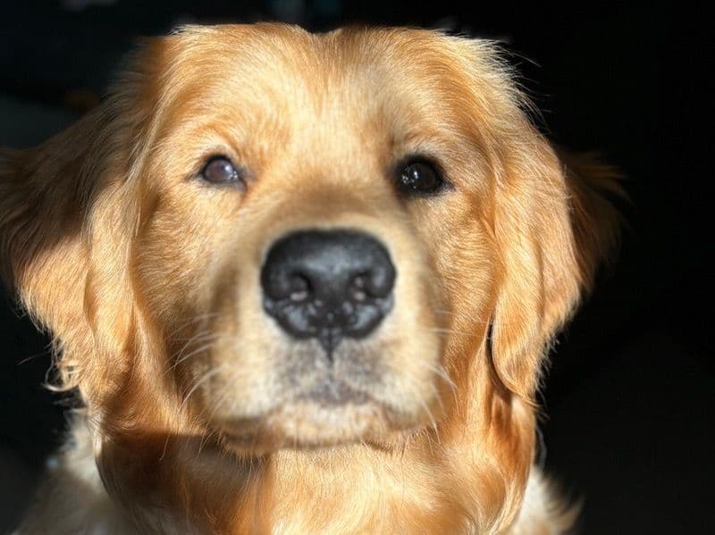 Fluffy primary photo