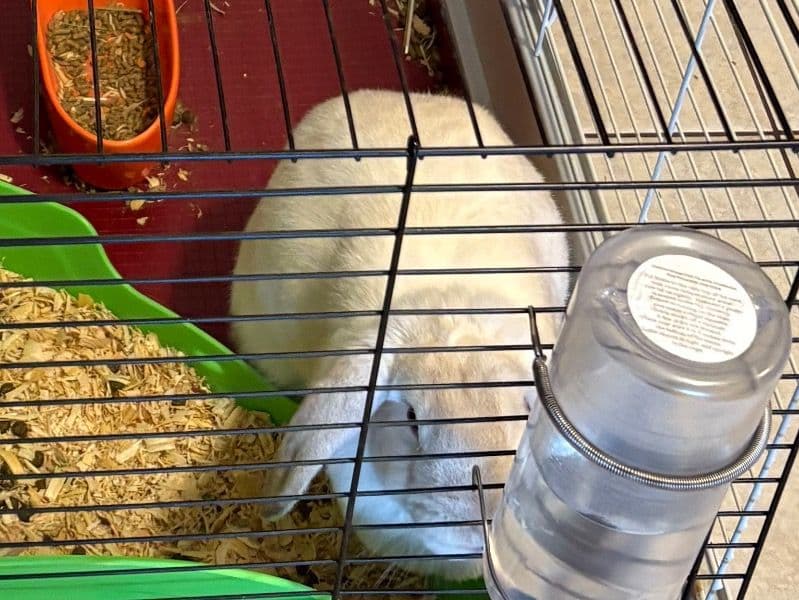 Ms Bunny primary photo
