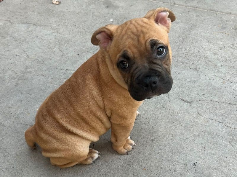 Simba primary photo
