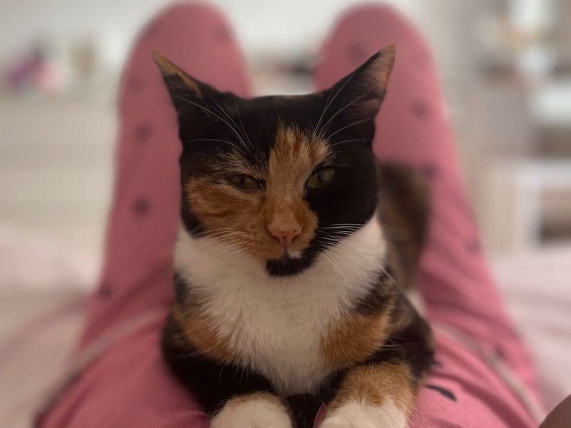 Nala primary photo