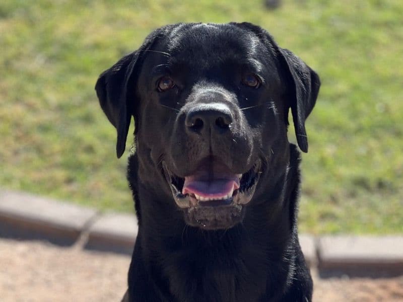 Beaux primary photo
