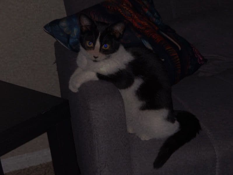 Luxi primary photo