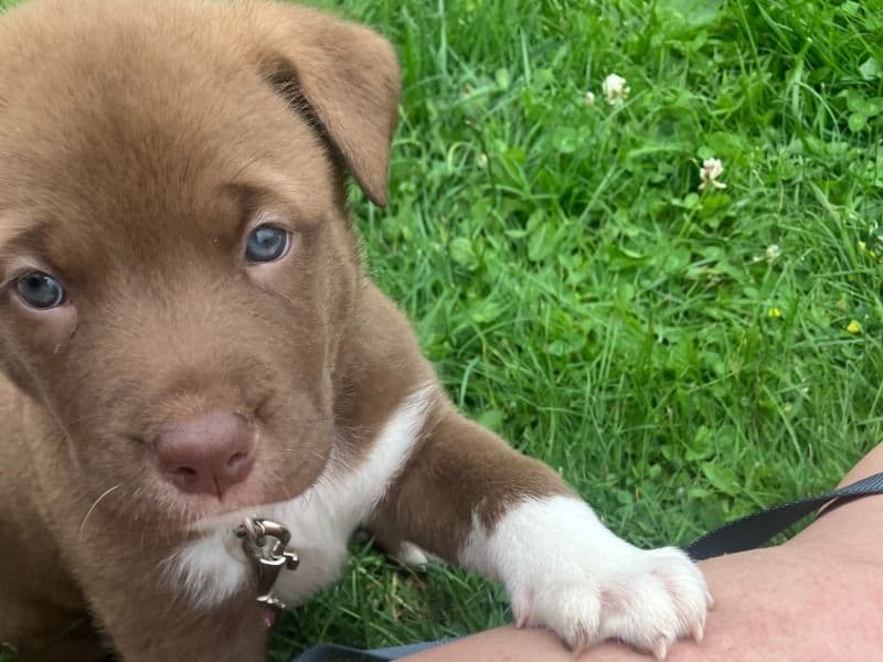 Pitsky Puppy primary photo