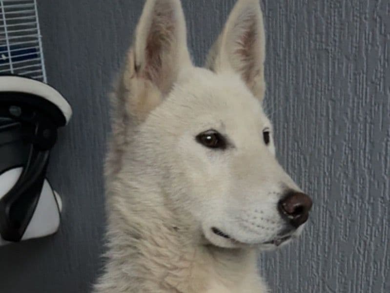 Luna primary photo
