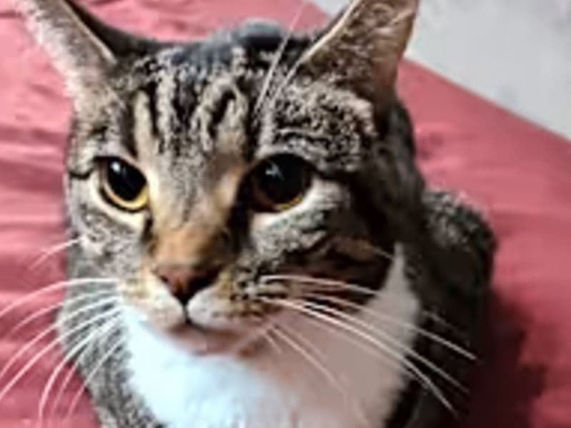 Missy primary photo