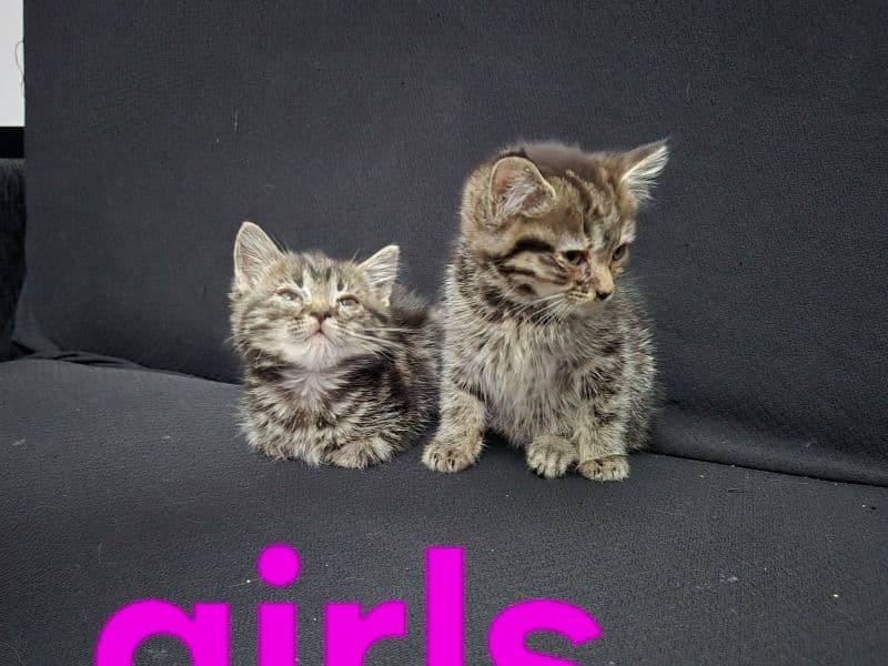 Baka And Deepo primary photo