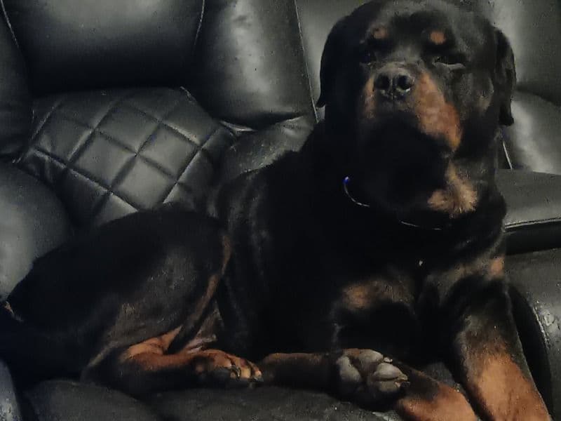 Zeus primary photo