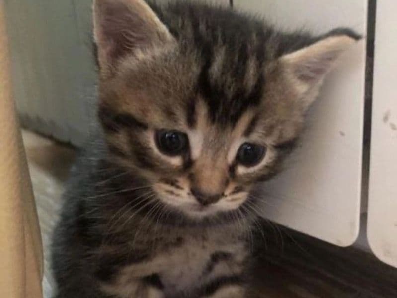 Male Tabby Kitten primary photo