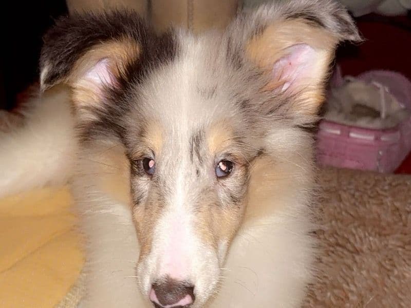 Sadie primary photo