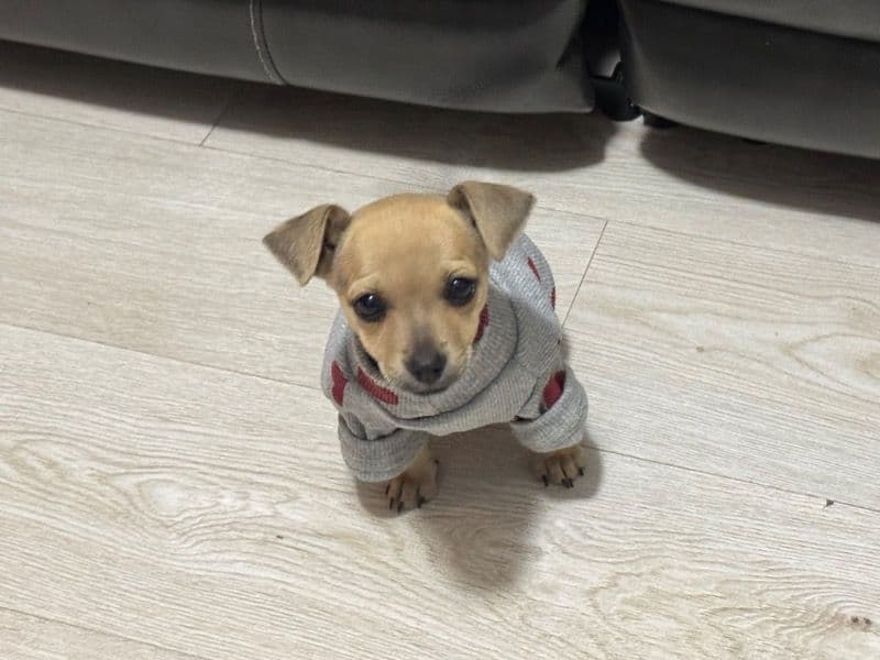 Taquito primary photo