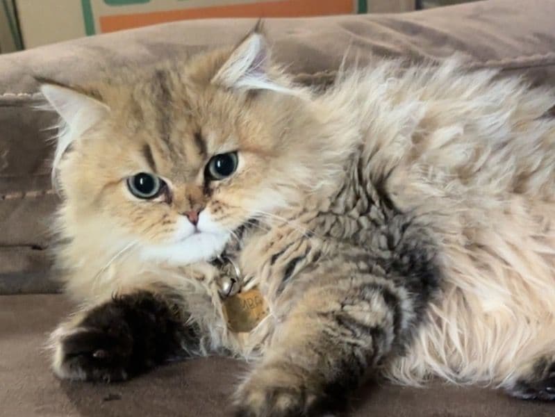 Simba primary photo