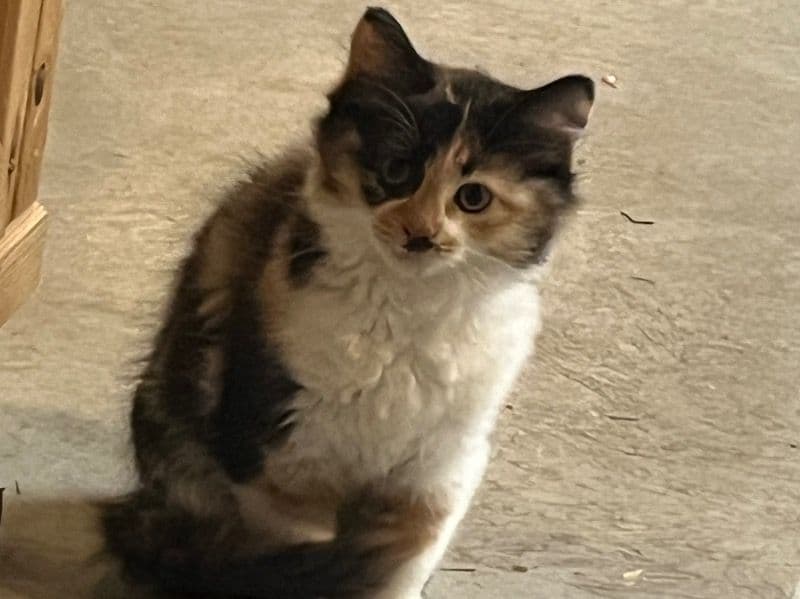 Fluffy primary photo