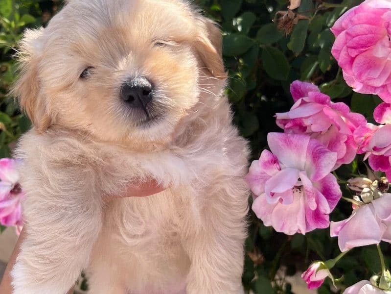 Lola primary photo