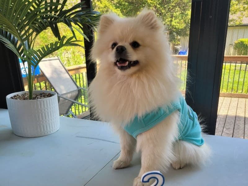 Peluche primary photo