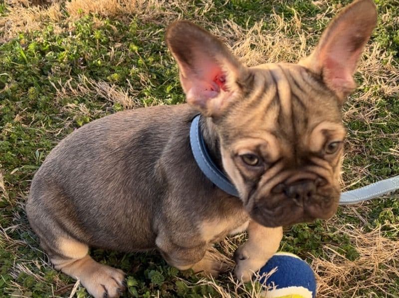 Louie primary photo