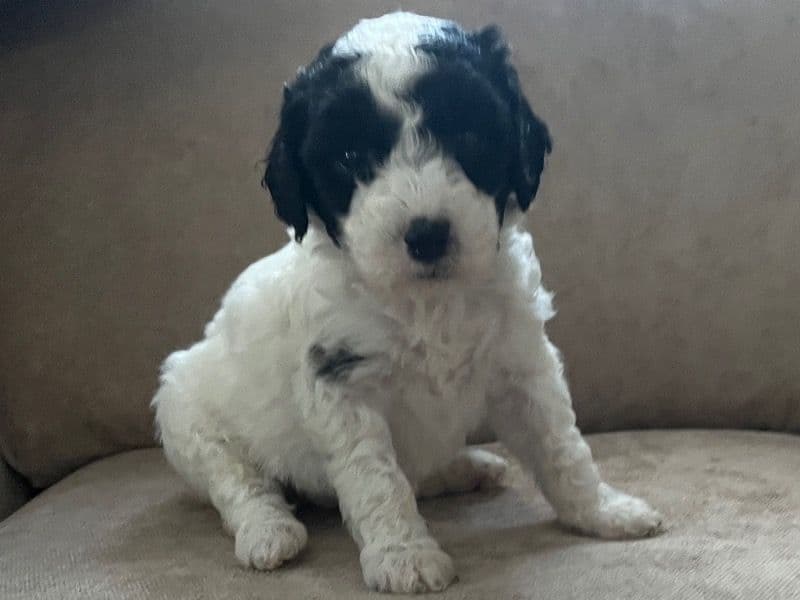 Puppy 1 primary photo