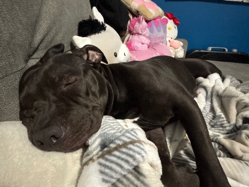 Nala primary photo