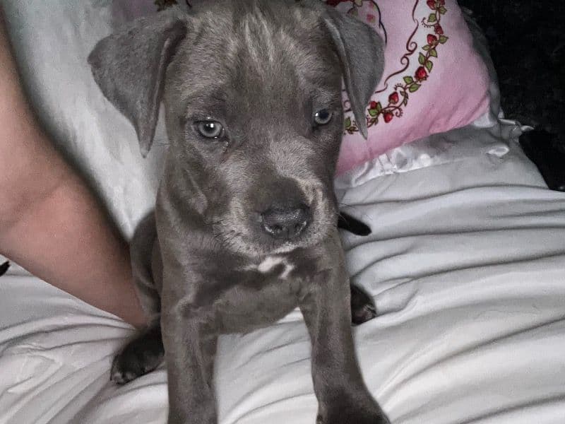 Kali primary photo