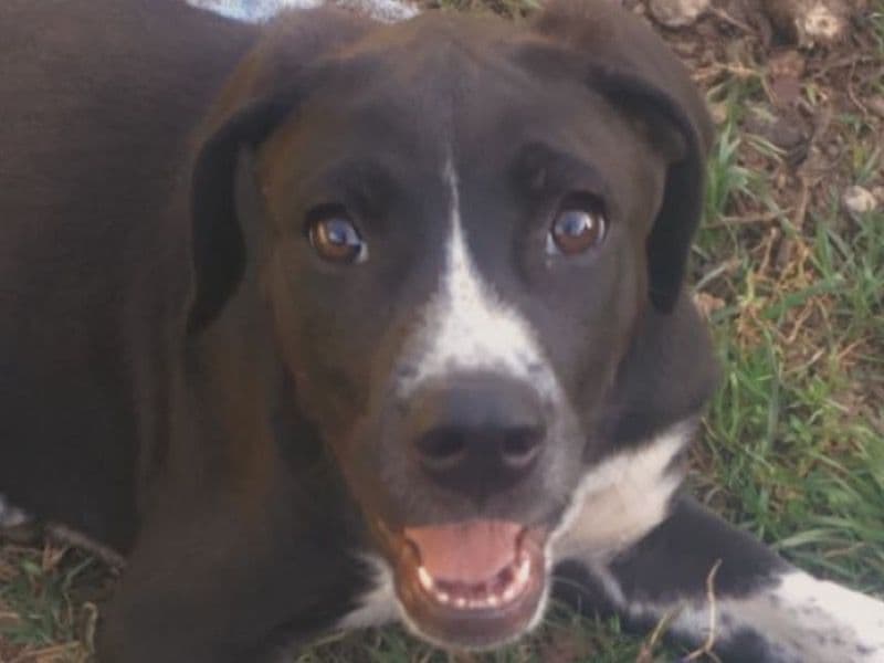 Samson primary photo