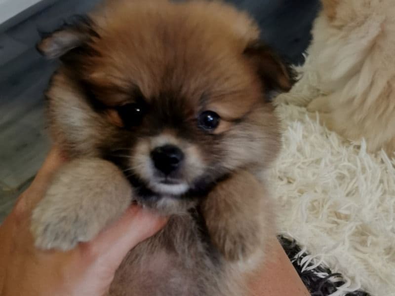 Coco primary photo