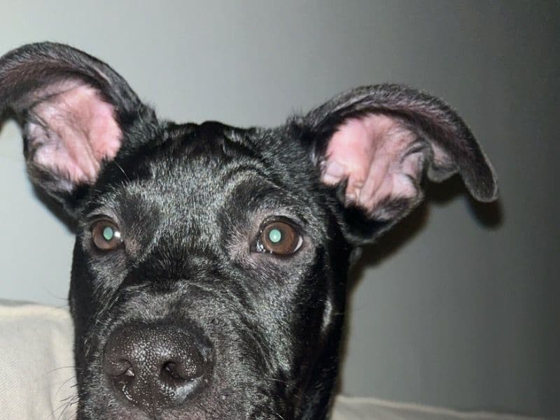 Bruno primary photo