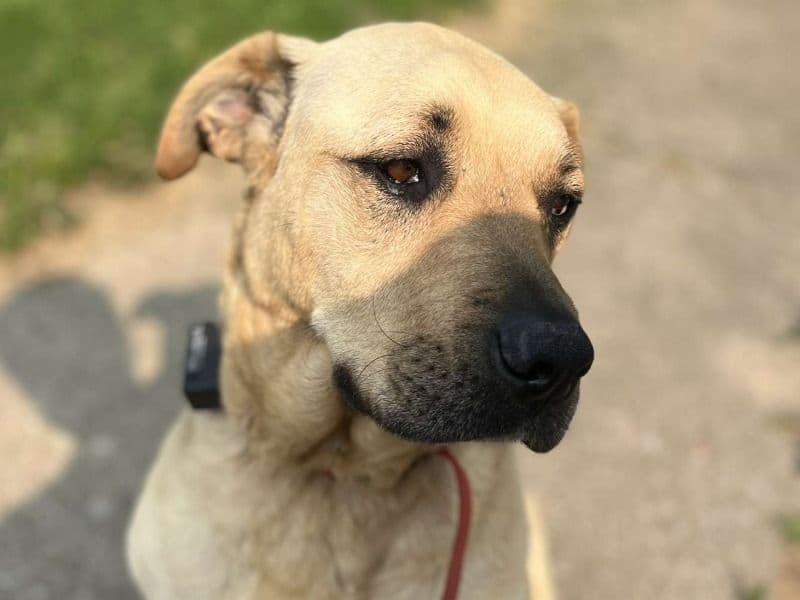 Brutus primary photo