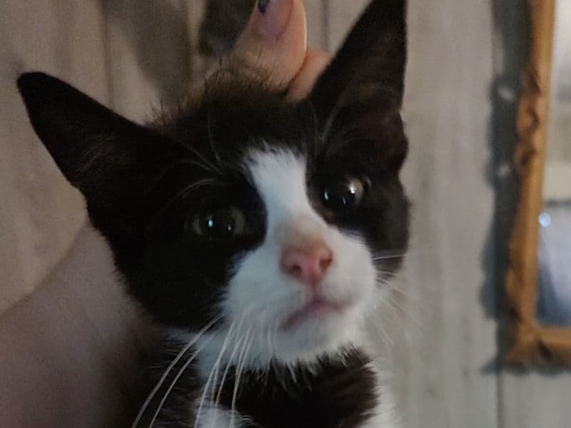Otto primary photo