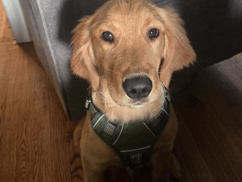 Max primary photo