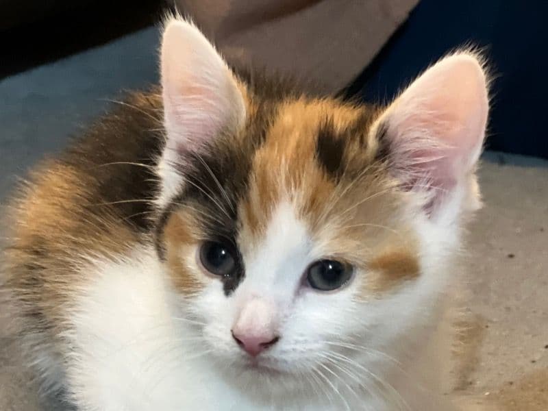 Lucy primary photo