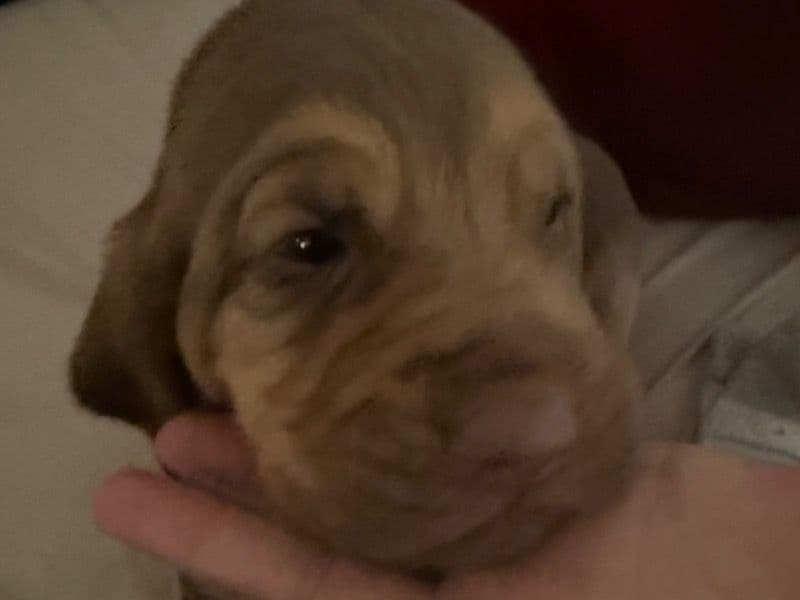 Puppy1 primary photo