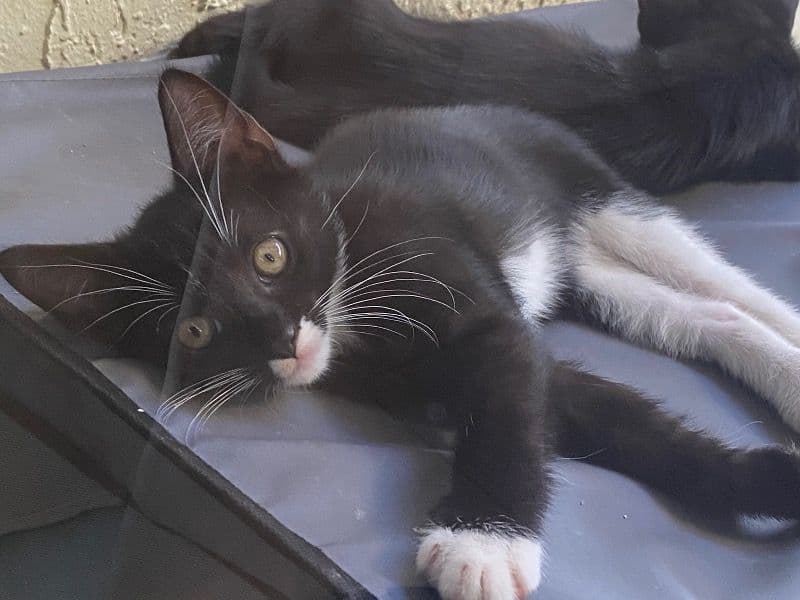 Whiskers primary photo
