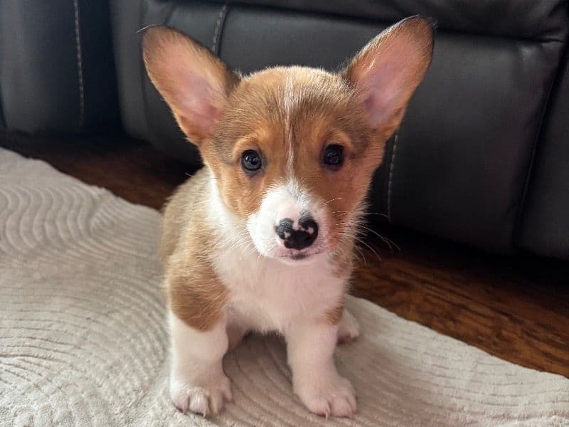 Lola primary photo