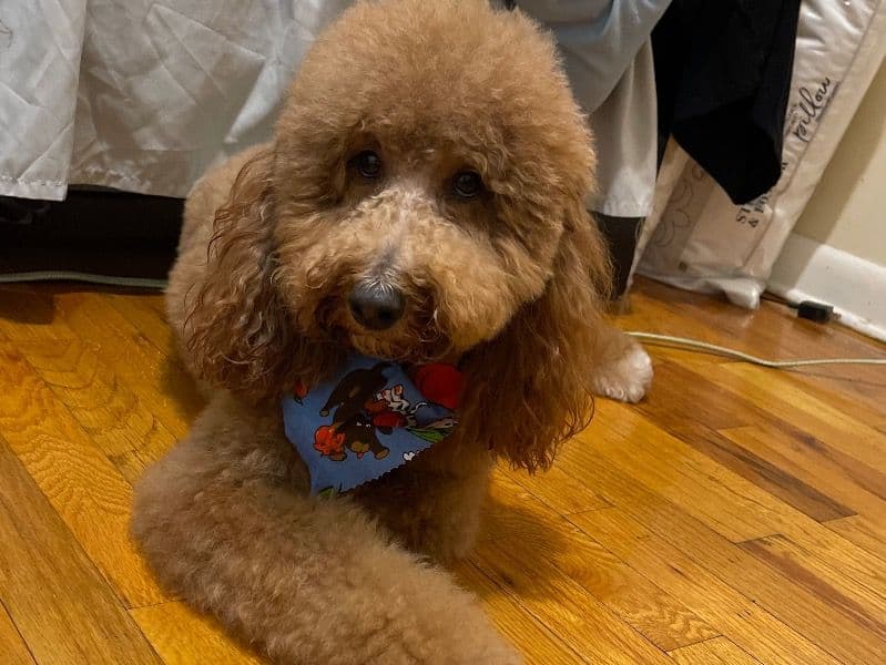 Prince primary photo
