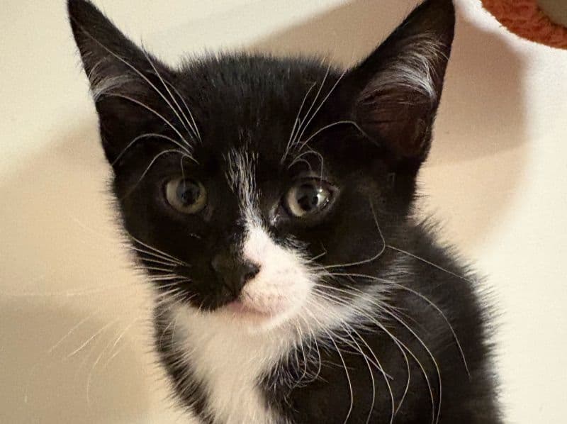 Boop primary photo