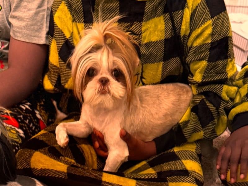 Lily primary photo