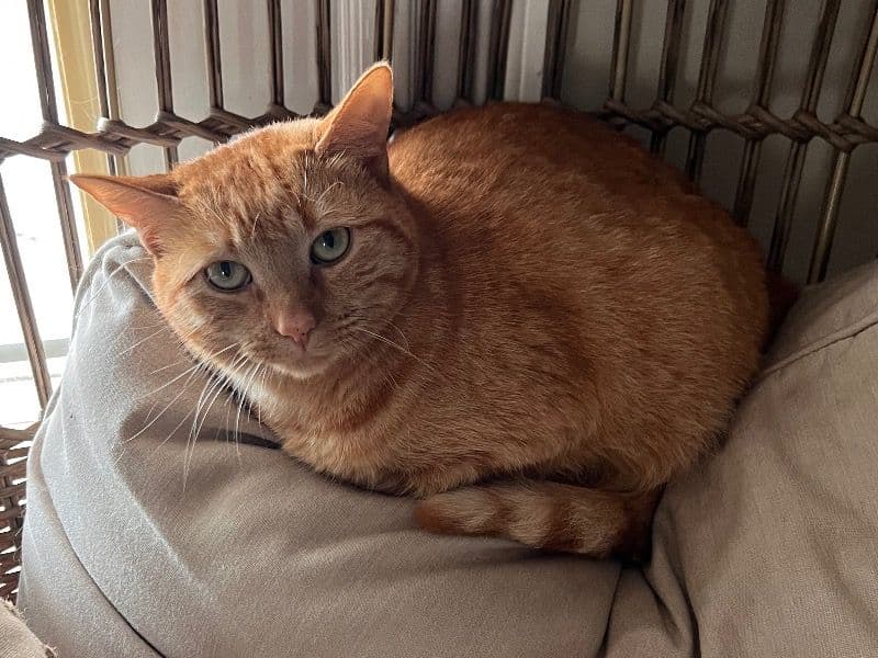 Nala primary photo