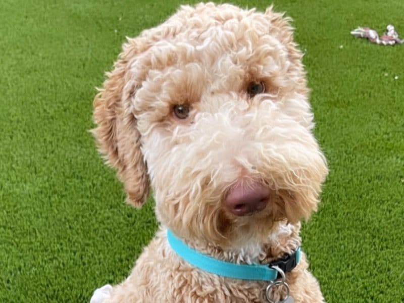 Louie primary photo