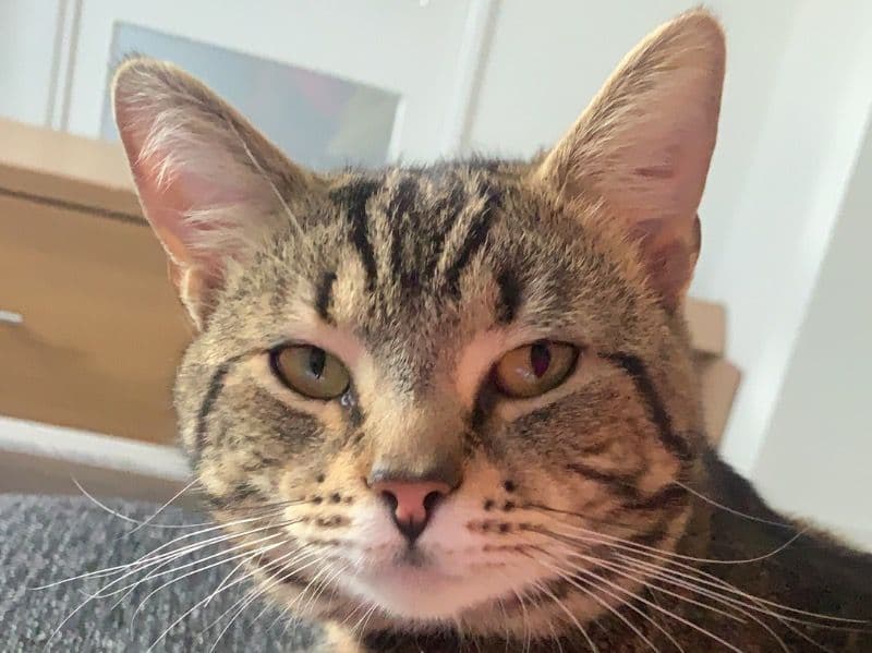 Gizmo primary photo