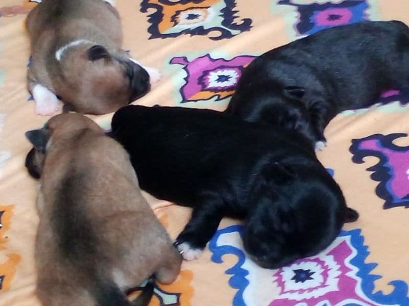 Female Dearhead Chihuahua primary photo