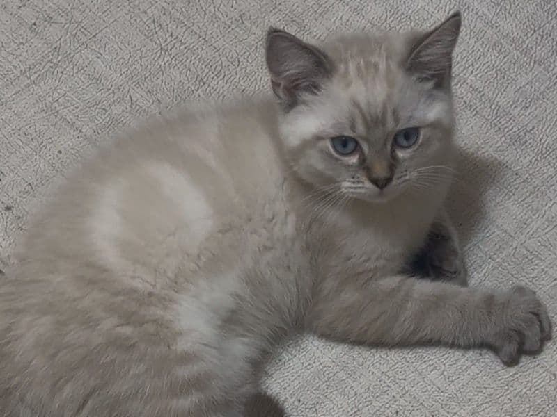 Coco primary photo