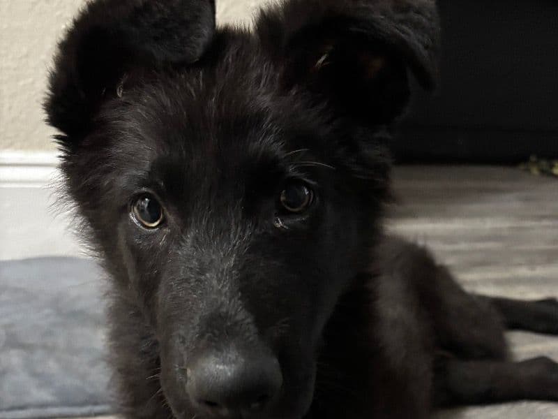Bear primary photo