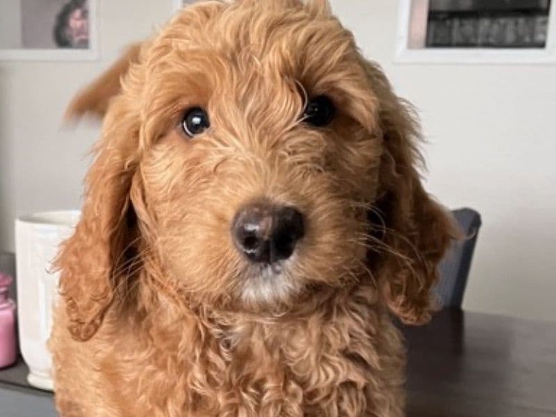 Puppy primary photo