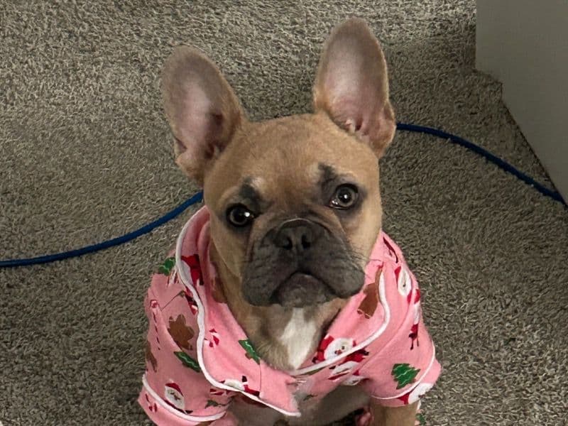 Rocky primary photo