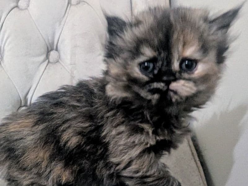 Kitten 1 primary photo