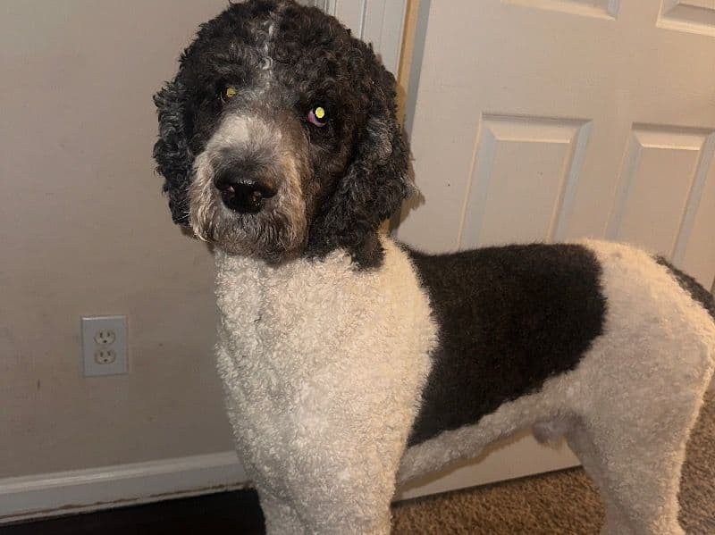 Koa primary photo